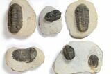 Lot: Assorted Devonian Trilobites - Pieces #119905-1